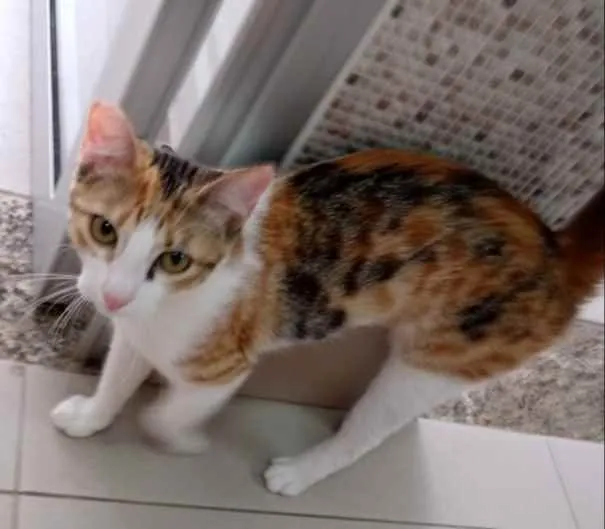 Gato raça Vira lata  idade 7 a 11 meses nome Juju