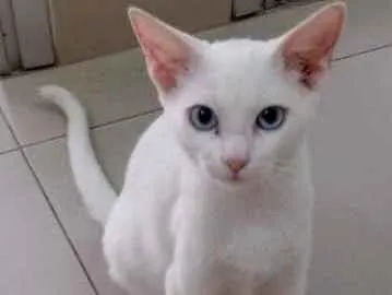 Gato raça Vira lata  idade 7 a 11 meses nome Kauã