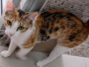 Gato raça Vira lata  idade 7 a 11 meses nome Juju