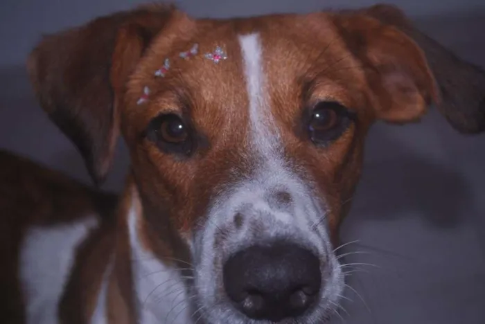Gato ra a SRD-ViraLata idade 7 a 11 meses nome Lila