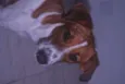 Lila
