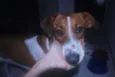 Lila