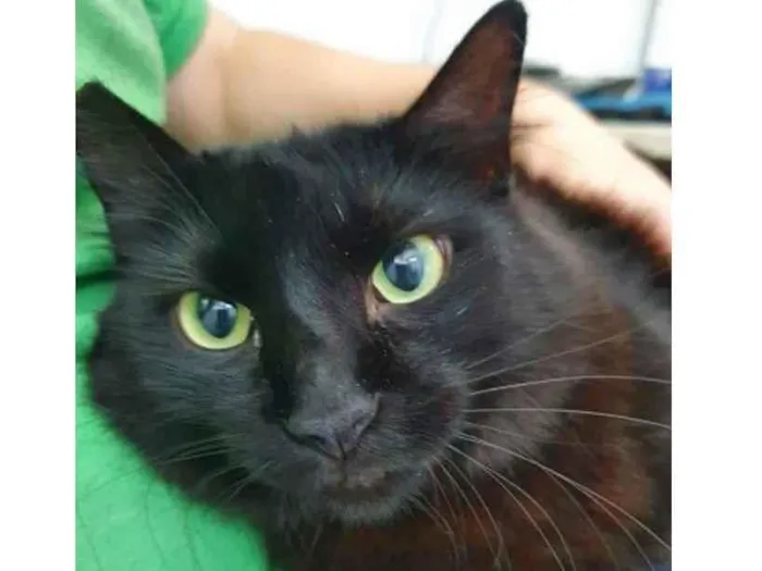 Gato raça Vira lata  idade 3 anos nome Anastacia 