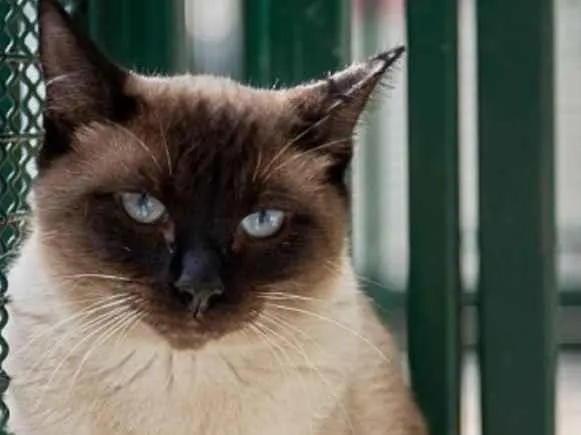 Gato raça Vira Lata sianes idade 3 anos nome Tarzan