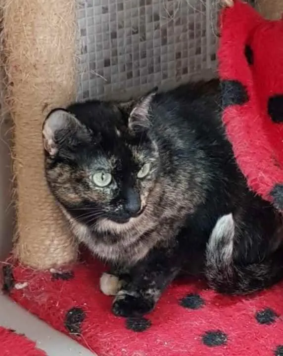 Gato raça Vira lata  idade 3 anos nome Zinha 