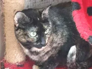 Gato raça Vira lata  idade 3 anos nome Zinha 