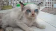Lêu