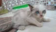 Lêu