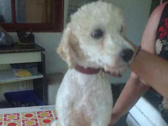 Cachorro raça Poodle idade 1 ano nome Barney