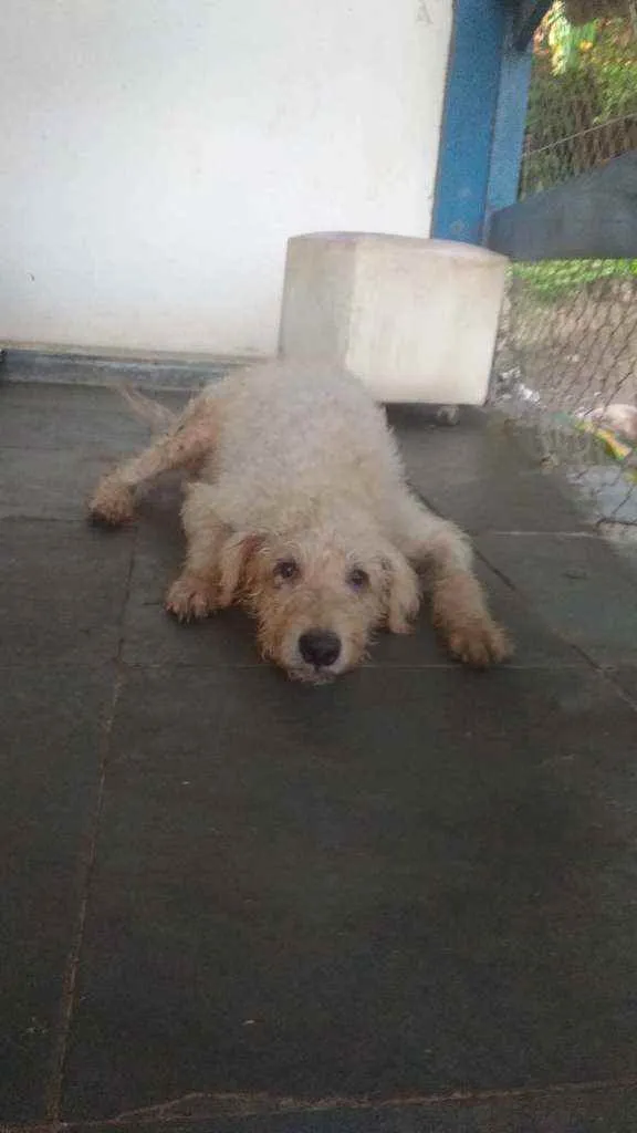 Cachorro ra a Poodle idade 1 ano nome Fred