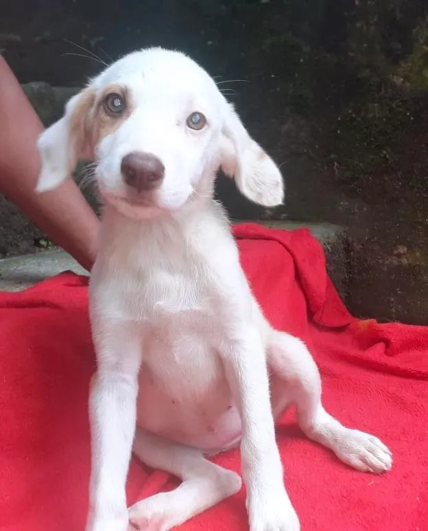 Cachorro raça  idade 2 a 6 meses nome Eva Bebezinha