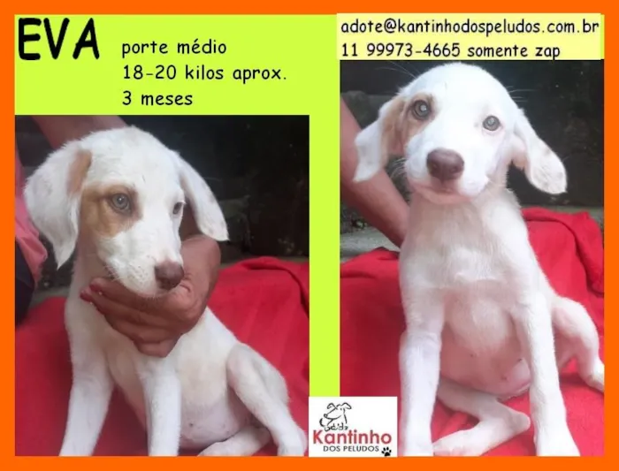 Cachorro raça  idade 2 a 6 meses nome Eva Bebezinha