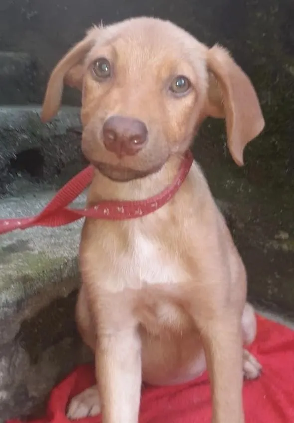 Cachorro raça  idade 2 a 6 meses nome Ellen Bebezinha