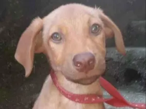 Cachorro raça  idade 2 a 6 meses nome Ellen Bebezinha