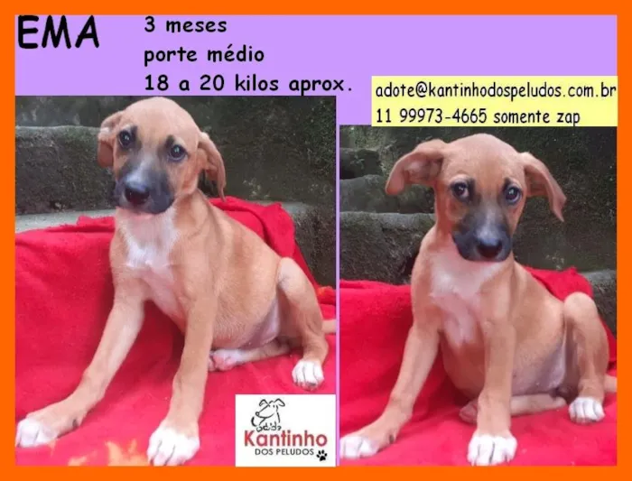 Cachorro raça  idade 2 a 6 meses nome Ema Bebezinha