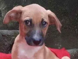Cachorro raça  idade 2 a 6 meses nome Ema Bebezinha