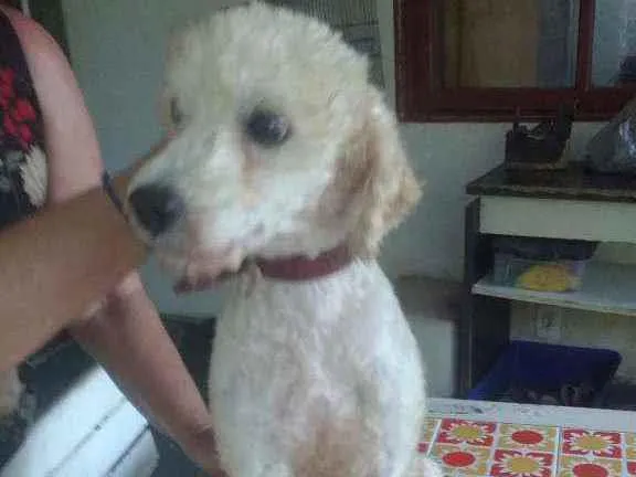 Cachorro raça Poodle idade 1 ano nome Barney