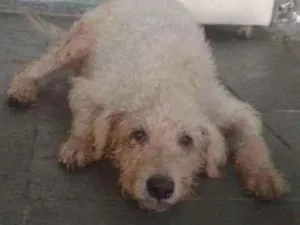Cachorro raça Poodle idade 1 ano nome Fred