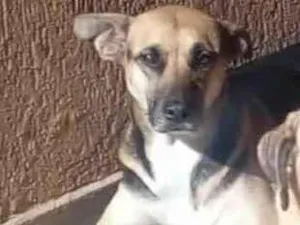 Cachorro raça Sem raça definida idade 6 ou mais anos nome Mel