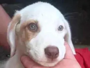 Cachorro raça  idade 2 a 6 meses nome Eva Bebezinha