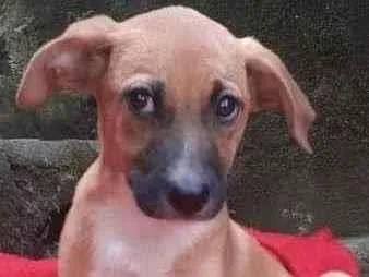 Cachorro raça  idade 2 a 6 meses nome Ema Bebezinha