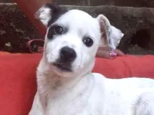 Cachorro raça  idade 2 a 6 meses nome Angélica Bebezinha