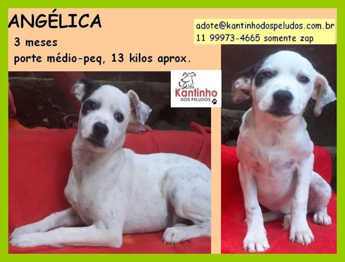 Cachorro raça  idade 2 a 6 meses nome Angélica Bebezinha