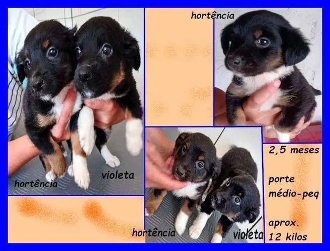 Cachorro raça  idade 2 a 6 meses nome Violeta e Hortência