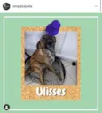 Ulisses