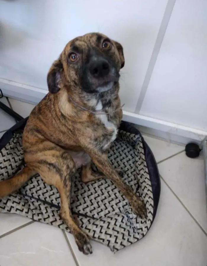 Cachorro ra a SRD-ViraLata idade 1 ano nome Ulisses