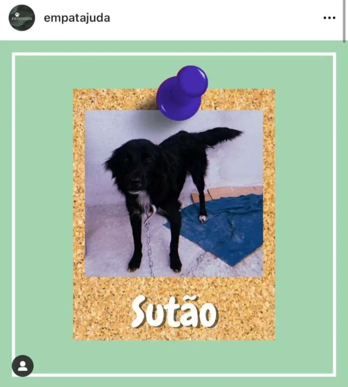Cachorro ra a SRD-ViraLata idade 5 anos nome Sutão