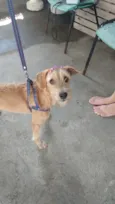 Cachorro raça Srd idade 1 ano nome AMORA