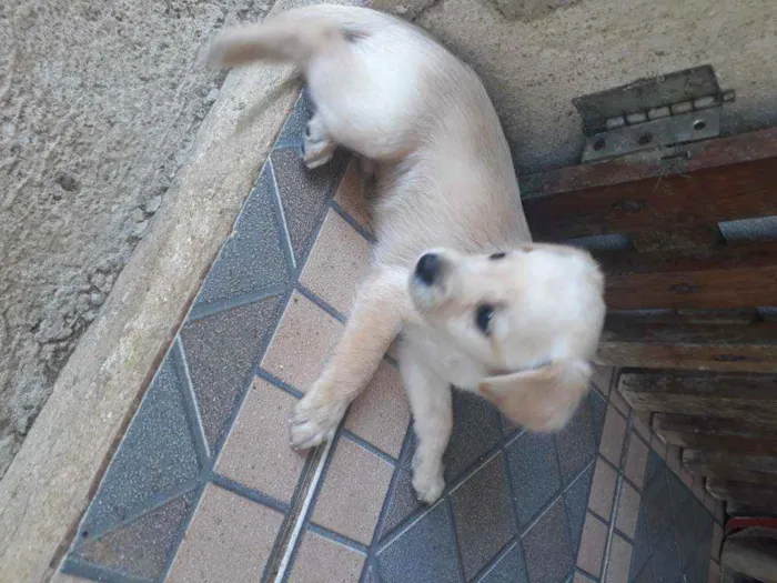 Cachorro ra a  viralata idade  nome sem nome 