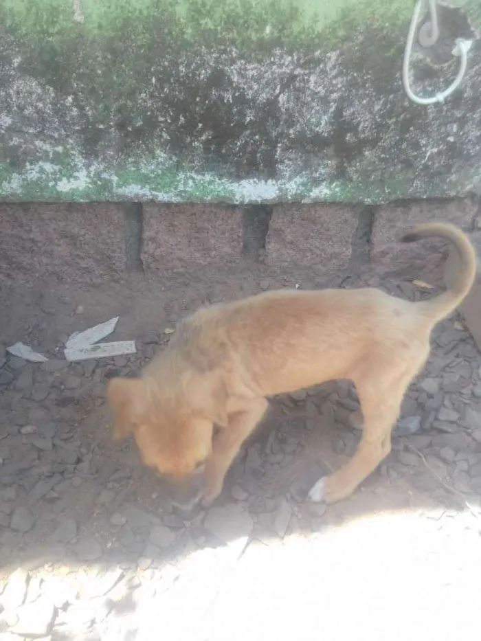 Cachorro ra a Vira-lata idade 2 a 6 meses nome Clara