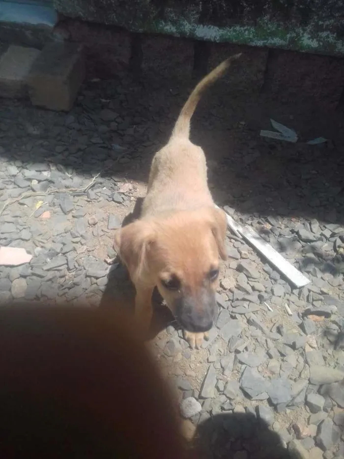 Cachorro ra a Vira-lata idade 2 a 6 meses nome Clara