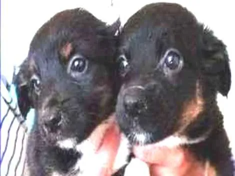 Violeta e Hortência