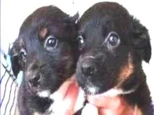 Cachorro raça  idade 2 a 6 meses nome Violeta e Hortência