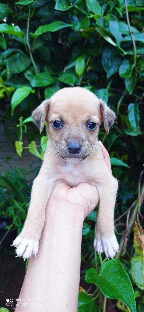 Cachorro ra a Vira lata  idade Abaixo de 2 meses nome Sem nome 