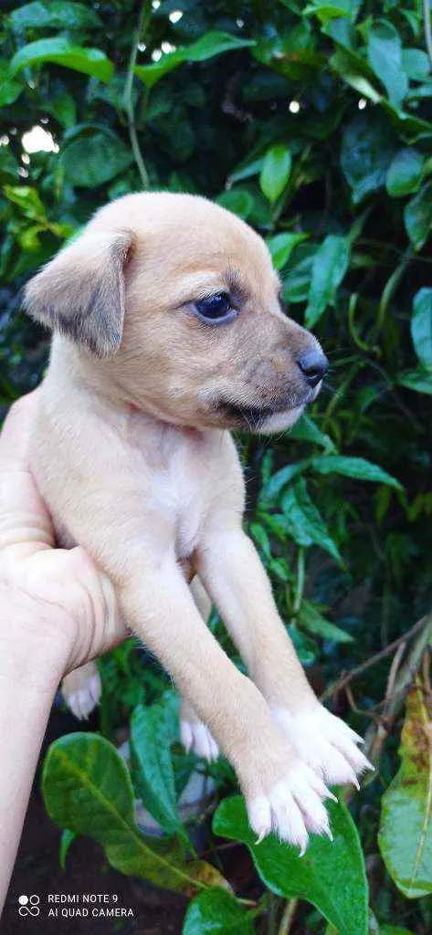 Cachorro ra a Vira lata  idade Abaixo de 2 meses nome Sem nome 