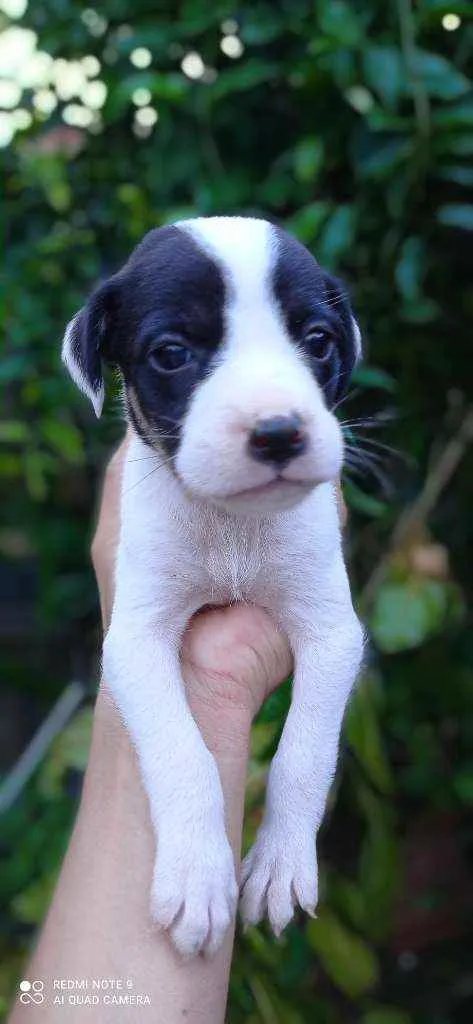 Cachorro ra a Vira lata  idade Abaixo de 2 meses nome Sem nome 