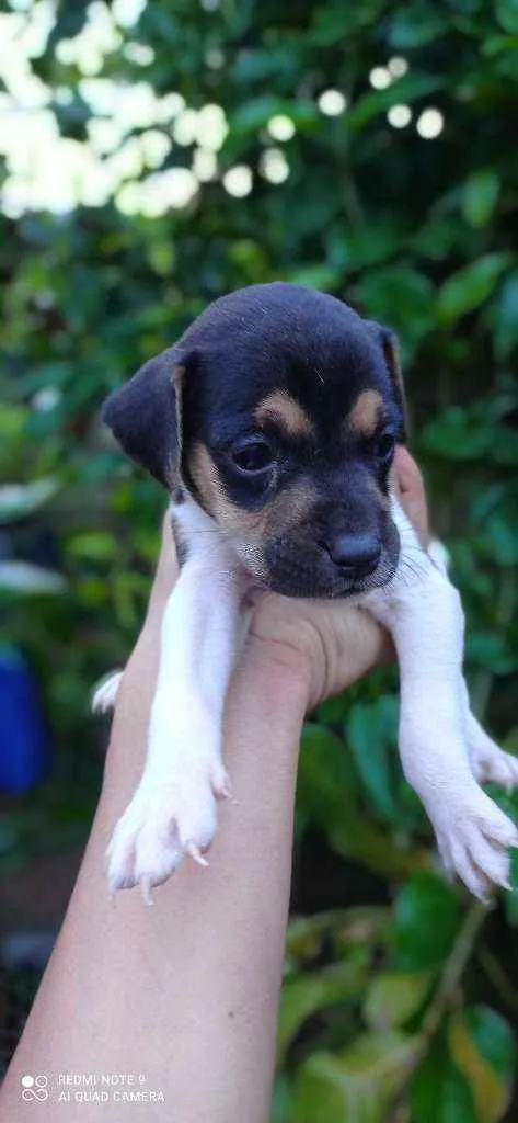 Cachorro ra a Vira lata  idade Abaixo de 2 meses nome Sem nome 
