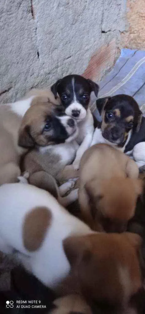 Cachorro ra a Vira lata  idade Abaixo de 2 meses nome Sem nome 