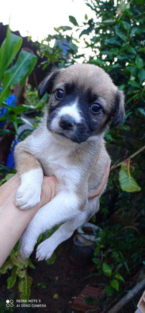 Cachorro ra a Vira lata  idade Abaixo de 2 meses nome Sem nome 