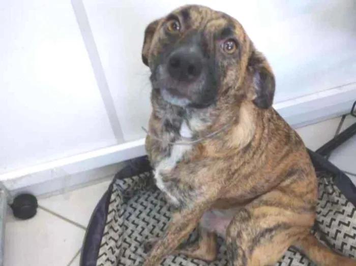 Cachorro ra a SRD-ViraLata idade 1 ano nome Ulisses