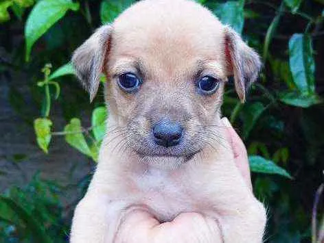 Cachorro ra a Vira lata  idade Abaixo de 2 meses nome Sem nome 