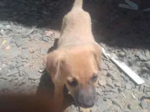 Cachorro raça Vira-lata idade 2 a 6 meses nome Clara