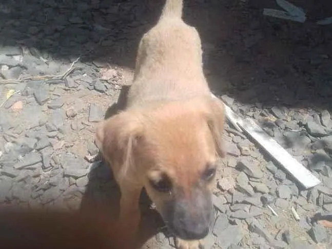 Cachorro ra a Vira-lata idade 2 a 6 meses nome Clara