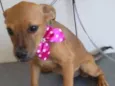 Cachorro raça  idade 2 a 6 meses nome Kika Bebezinha