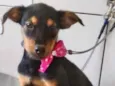 Cachorro raça  idade 2 a 6 meses nome Karina Bebezinha