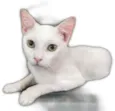 Nil